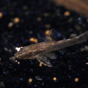 6 Corydora Deckeri 1.5" - 2" - great addition to any community tank! Live Fish