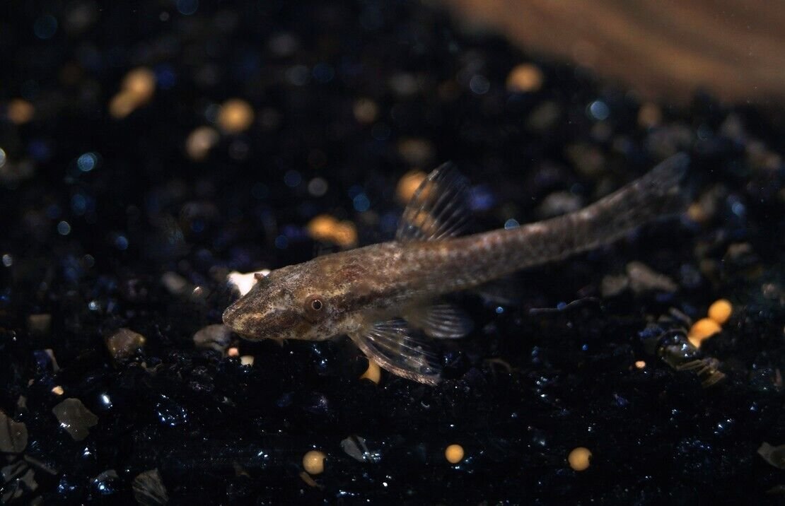 57_8f771abf-373c-414f-8fca-5c2fbac291ec.jpg 6 Corydora Deckeri 1.5" - 2" - great addition to any community tank! Live Fish