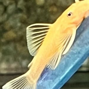 💎 Turquoise Blue Discus Fish 2.5" Healthy Live Angel Fish tropical aquarium