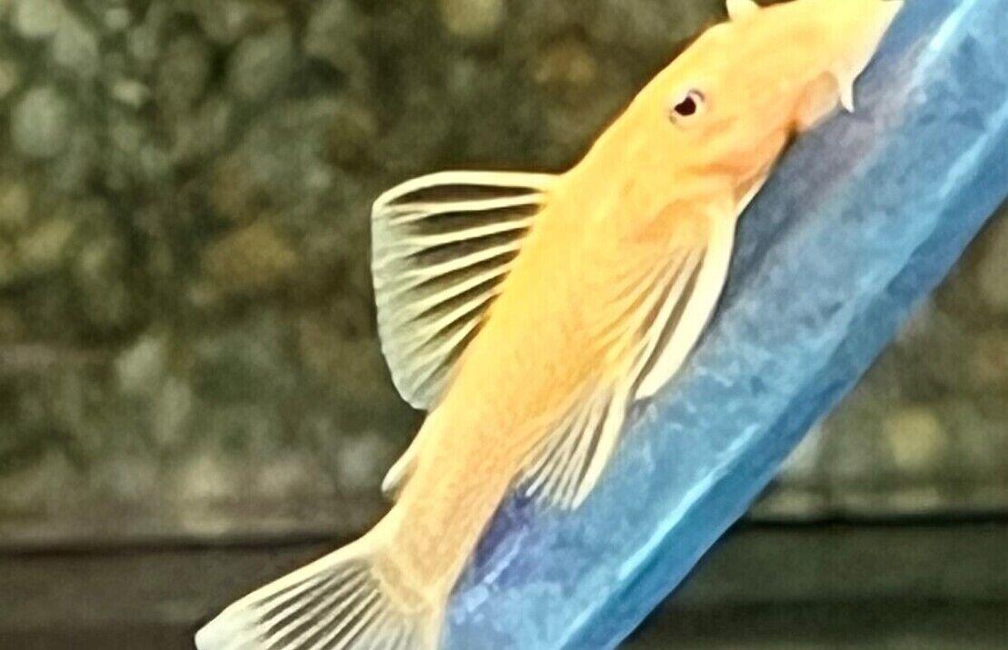 57_8f8e5d63-9a2d-49cd-87b1-9184106d657c.jpg 💎 Turquoise Blue Discus Fish 2.5" Healthy Live Angel Fish tropical aquarium