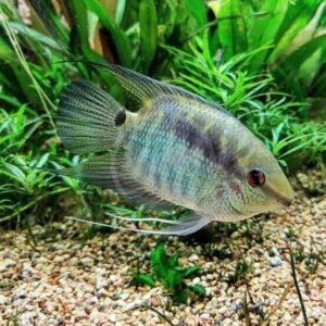 3 GEOPHAGUS BRASILIENSIS CICHLID 1.75" Beautiful Pearl Cichlid Live Fish