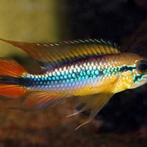 3x, 6x or 12x Diamond Tetra - SPARKLING! Aquatic Enchantment! 🐠 OVERNIGHT SHIP