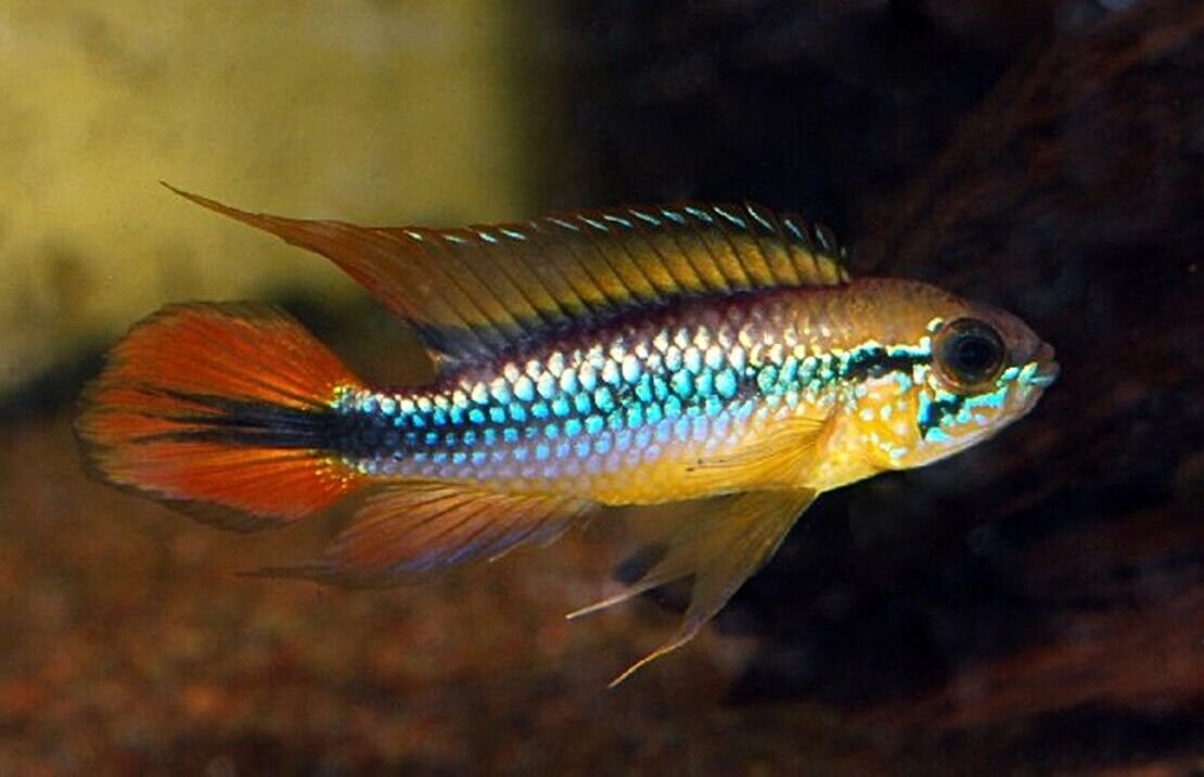 57_9032dc64-c3d9-445b-8341-e2dc7396f30f.jpg 3x, 6x or 12x Diamond Tetra - SPARKLING! Aquatic Enchantment! 🐠 OVERNIGHT SHIP