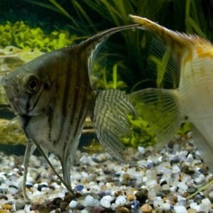 4 Pack Mixed Angels Random Selection Medium Size Live Fish tropical aquarium