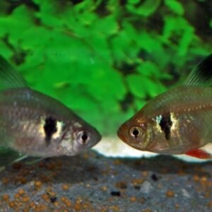 6 Small Black Ruby Barbs - Peaceful Schooling Live Fish Fast Shipping Healthy