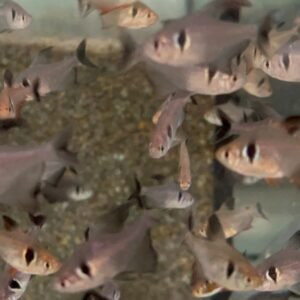 4 PACK Celebes Rainbow Live Fish M Freshwater Aquarium Telmatherina Ladigasi