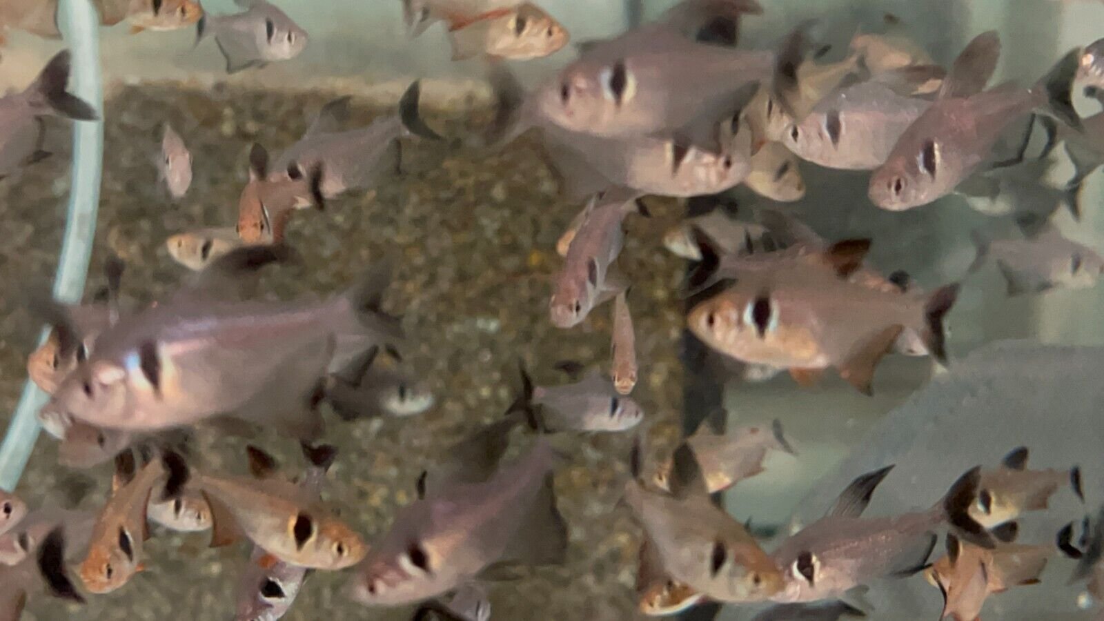 57_90bf5a58-65e4-463f-bc48-236636250d59.jpg 4 PACK Celebes Rainbow Live Fish M Freshwater Aquarium Telmatherina Ladigasi