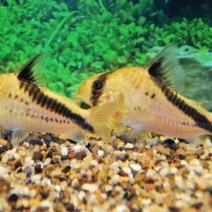 6 Pack of Norman's Blue Lampeye Killie beautiful Live Fish Freshwater Aquarium