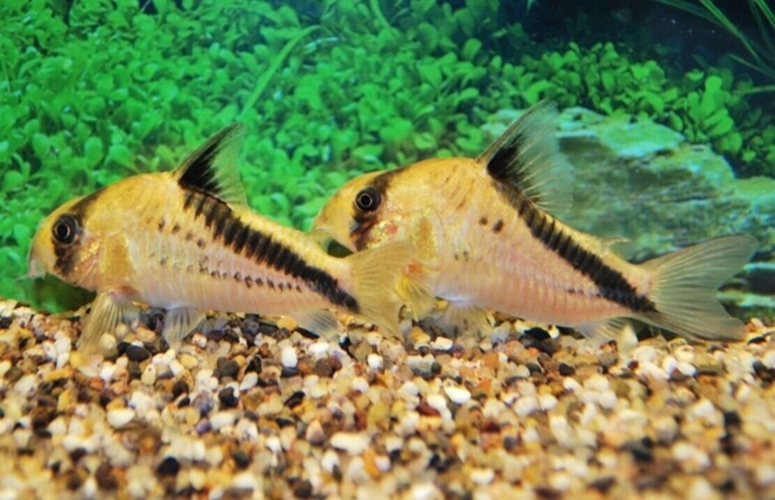 57_92004cda-e534-4550-8d3f-1298fc79f970.jpg 6 Pack of Norman's Blue Lampeye Killie beautiful Live Fish Freshwater Aquarium