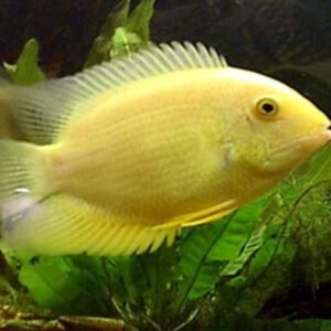 PAIR Gardner's Killi Steel Blue Aphyosemion Killifish Fundulopanchax Gardneri