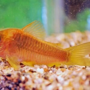 3x 6x or 12x Swordtail Fish Active Healthy Fish Mixed Colors & Genders Live Fish