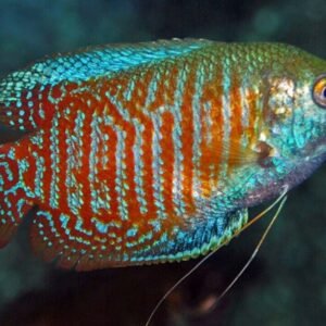 🌙 3 Moonlight Gourami 1.5" Live Fish Great Gourami Collection addition