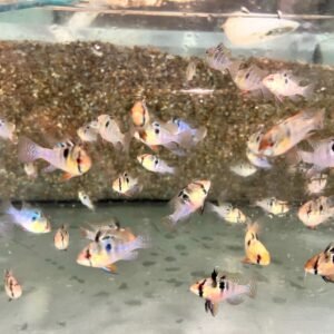 6 Bleeding Heart Brazil Tetras Hard to Find- Stunning Tetra Fish Live Fish RARE