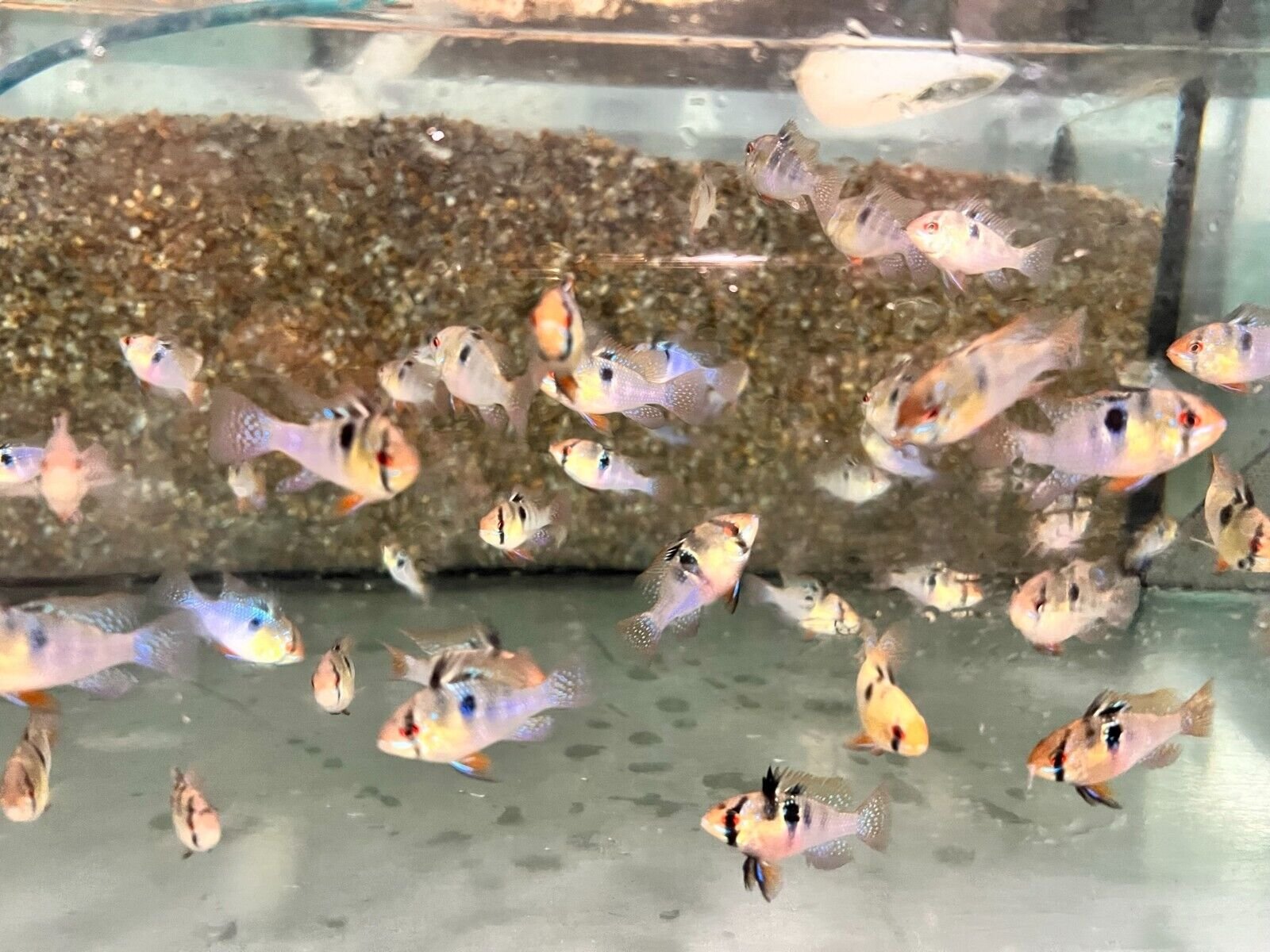 57_92e6d2e2-c251-4c79-95e5-dfe5ed4af076.jpg 6 Bleeding Heart Brazil Tetras Hard to Find- Stunning Tetra Fish Live Fish RARE