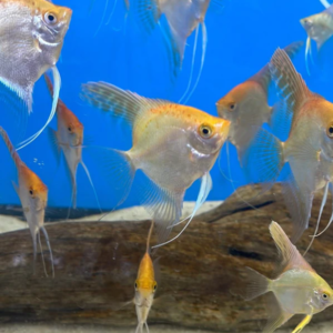 12 Vibrant Serpae Tetras - Stunning Colors, Shoaling Live Fish! FAST SHIPPING
