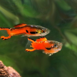 2 PACK Deep Water Creek Rainbow - Rainbowfish live Fish Tropical Aquarium Fish