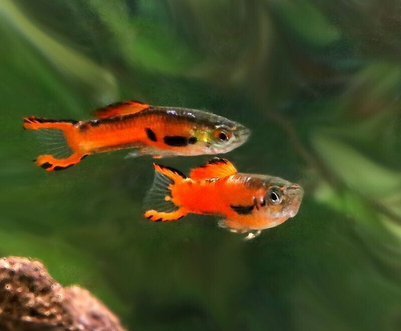 57_9458cf62-b20a-4339-a35a-18018e57d337.png 2 PACK Deep Water Creek Rainbow - Rainbowfish live Fish Tropical Aquarium Fish