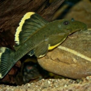 12X Radiant Pearl Danios Beauty in Every Glint! CLEARANCE Fast Shipping🐟