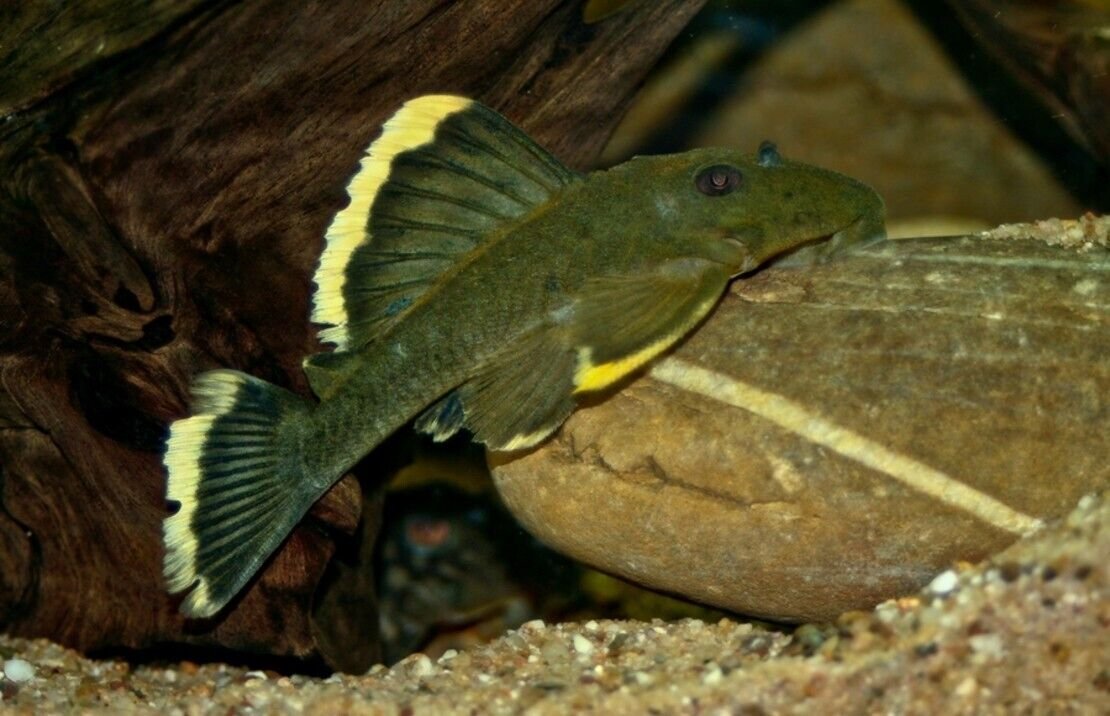 57_94ab984e-f123-4689-8b99-a5b81009ca01.jpg 12X Radiant Pearl Danios Beauty in Every Glint! CLEARANCE Fast Shipping🐟