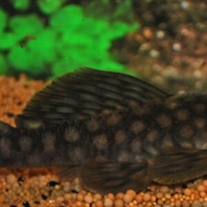 4 Pack Turquoise Rainbow M/L - Rainbowfish live Fish Beautiful Color and Healthy