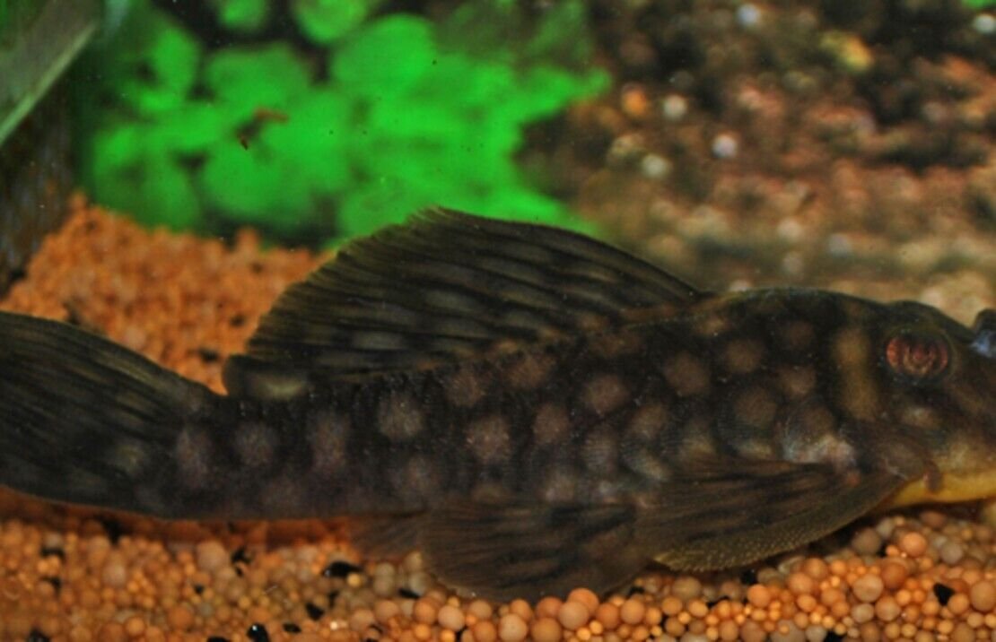 57_94add254-78bf-4d03-9e2d-ad2f08ef6120.jpg 4 Pack Turquoise Rainbow M/L - Rainbowfish live Fish Beautiful Color and Healthy