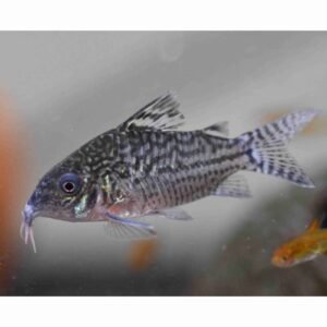 🐟3x Corydoras Leucomelas - False Spotted / Black Fin! 🐟 Live Freshwater Fish