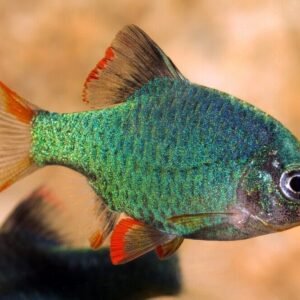 12X Head & Tail Light Tetra Fish Fast Shipping Great Community Fish CRAZY PRICE!