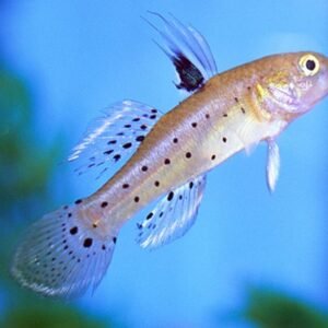 Pike Cichlid Stunning Live Fish Approx. 3" African Cichlid Crenicichla Lepidota