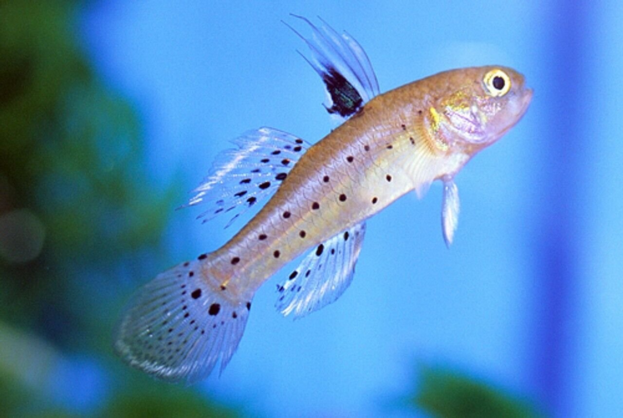 57_95769d09-8664-430f-a2e3-ab365bb0de61.jpg Pike Cichlid Stunning Live Fish Approx. 3" African Cichlid Crenicichla Lepidota