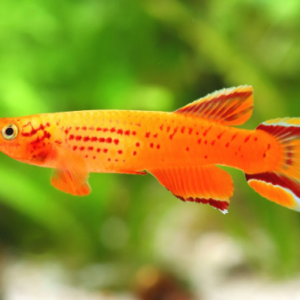 6x Albino Black Neon Tetra - Get them while you can Wow!! Live FAST SHIP