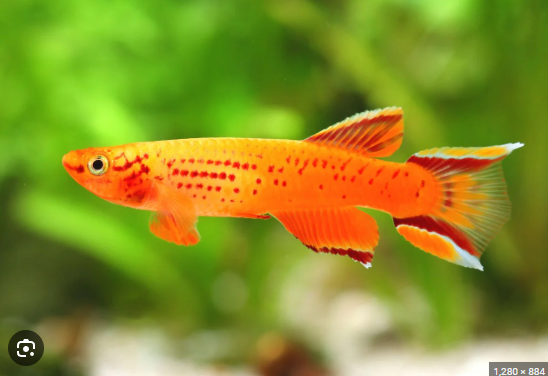 57_958350f1-3c1f-4b08-bb20-bac8dcd9bd49.png 6x Albino Black Neon Tetra - Get them while you can Wow!! Live FAST SHIP