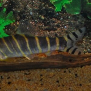 2 Synodontis Nigrita Gold 1.5" Catfish Size Small Graceful Elegance Below! 🌿