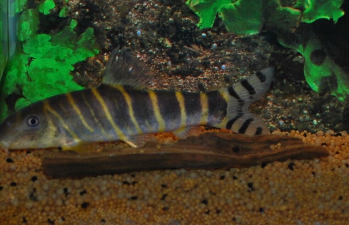 57_96606aa0-9a58-49e4-8e09-f08342867f2b.jpg 2 Synodontis Nigrita Gold 1.5" Catfish Size Small Graceful Elegance Below! πΏ