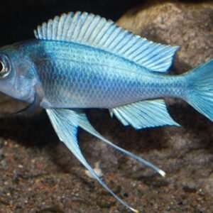 2 Knight Gobies Approx. 2" Live Tropical Fish Limited Stock Fast Ship Nano