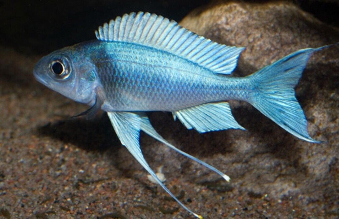 57_96a76f24-cc37-42fa-9231-96e6b6ba47b1.jpg 2 Knight Gobies Approx. 2" Live Tropical Fish Limited Stock Fast Ship Nano