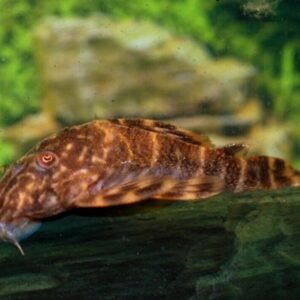 (3 Pack) Albino Corydoras Paleatus - Cory Catfish - Live Fish Awesome Lively