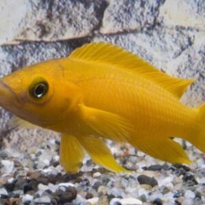 Corydora Orange Laser Adult size Elegance in Miniature Form Fast Ship Live Fish