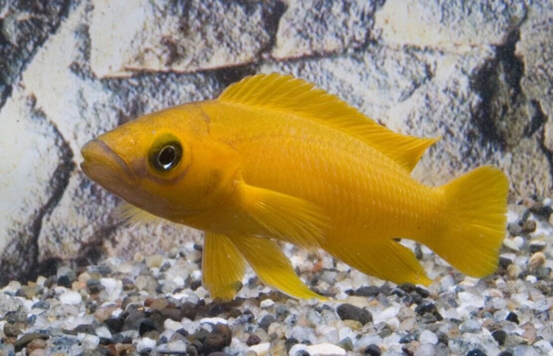 57_96d068ff-98de-414d-b094-4c89f3a6e537.jpg Corydora Orange Laser Adult size Elegance in Miniature Form Fast Ship Live Fish