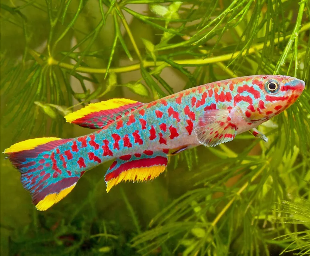 57_973c4241-e8ca-4109-b8f9-6491da0e8387.png 🌟 2 Bolivian Rams - Awesome Freshwater Live Fish Great tank addition🐠