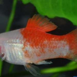 Dragon Fish Gobioidus Brousonetti MED Live Freshwater FAST SHIP
