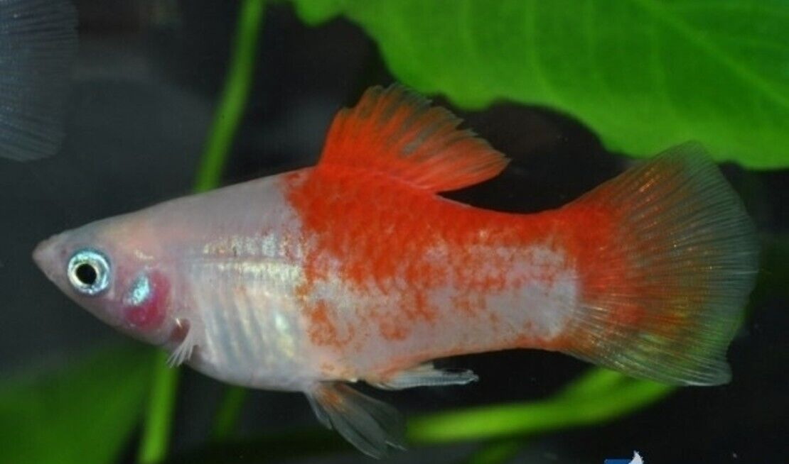 57_97e50629-3372-4cd4-8d31-682ab04c0817.png Dragon Fish Gobioidus Brousonetti MED Live Freshwater FAST SHIP