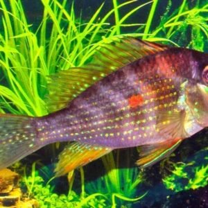 1x - Dazzling Blue Tail Hillstream Loach RARE Spotted Loach - OVERNIGHT SHIP