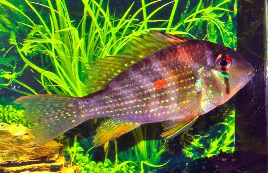 57_9814d779-3a92-4c65-9e8c-be1e1f8746a7.jpg 1x - Dazzling Blue Tail Hillstream Loach RARE Spotted Loach - OVERNIGHT SHIP