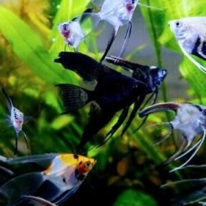 4 Pack Mixed Angels Random Selection Quarter Size Live Fish tropical aquarium