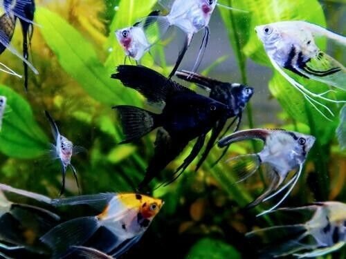 57_9822d724-746b-4b5a-9931-dc9b6eaf71a9.jpg 4 Pack Mixed Angels Random Selection Quarter Size Live Fish tropical aquarium