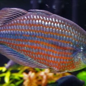 2 PACK M/L Yellow Rainbow - Rainbowfish live Fish FAST SHIP