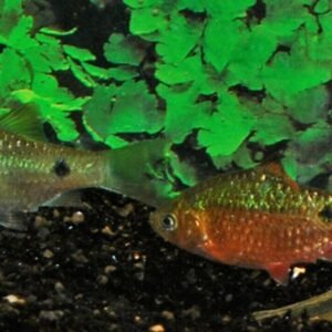 2" Pearly Lamprologus Stunning Live Fish: Unique Tanganyikan Cichlid Species