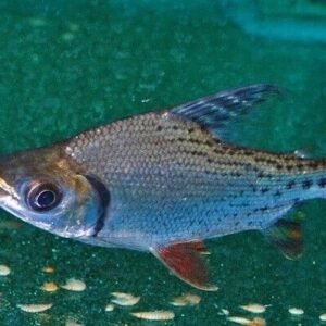 5x Red Pacu Small Live Fish Unbeatable Price Beautiful Live FAST SHIP