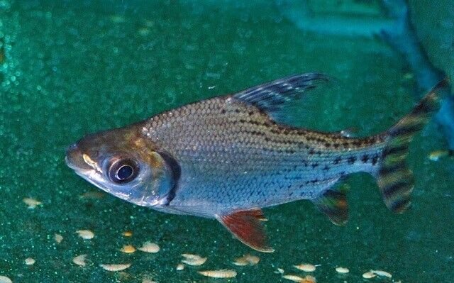 57_9a1966b6-f20d-4e8f-b305-d40ae58d8263.jpg 5x Red Pacu Small Live Fish Unbeatable Price Beautiful Live FAST SHIP