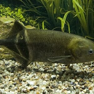 6x Black Emperor Tetra Med RARE LIVE TROPICAL FISH Great Fish Awesome Price.
